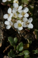 Hutchinsia alpina subsp brevicaulis